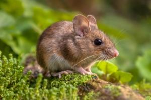 small brown mouse