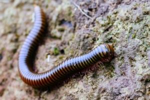 Common Pennsylvania Pests | Learn More About Pests In PA