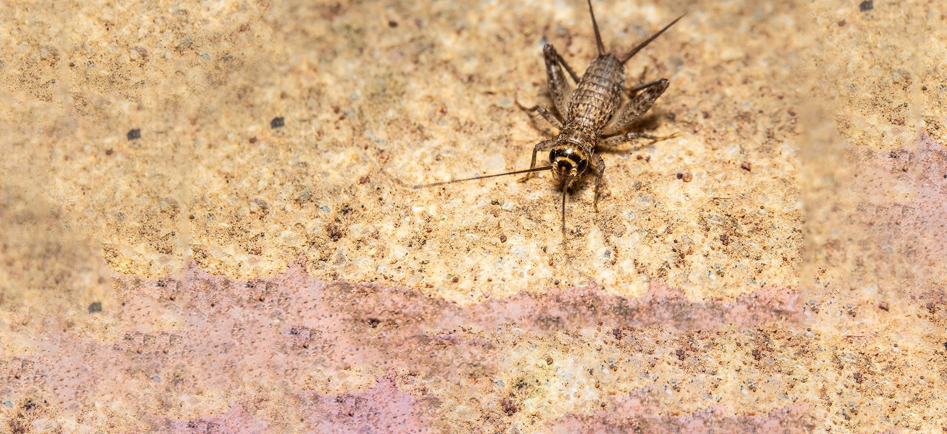 close up of a cricket