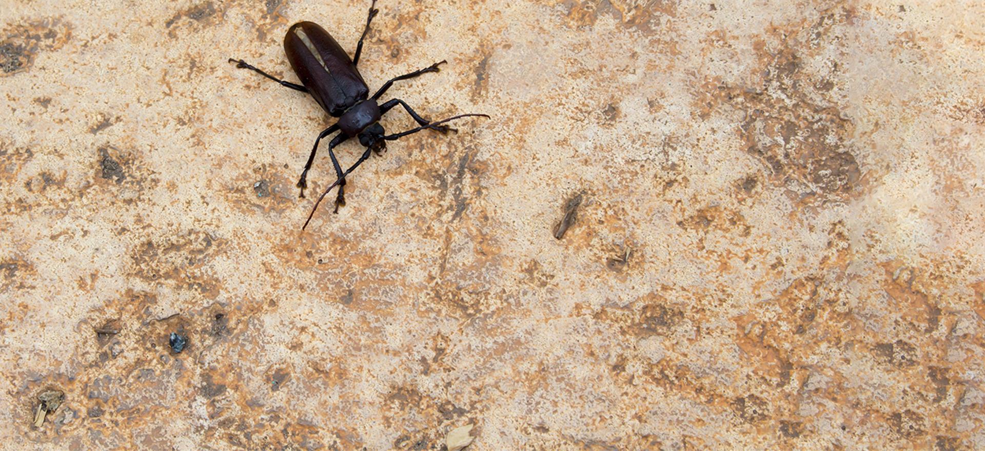 ground beetle close up