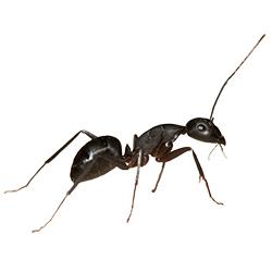 illustration of an ant