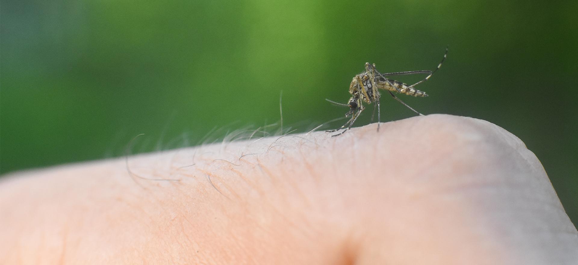 mosquito close up