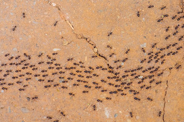 a colony of ants invading a home in souderton pennsylvania