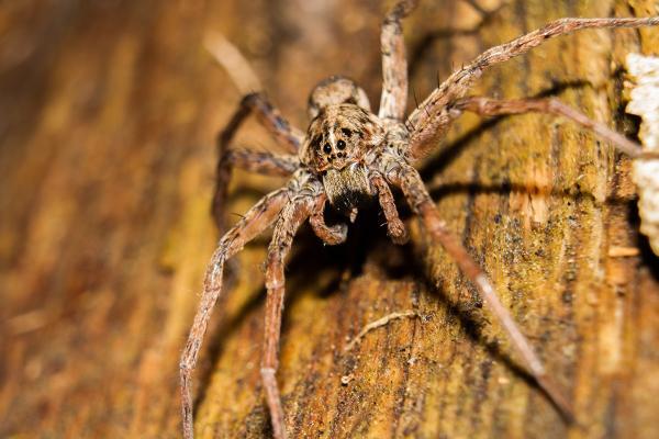 a wolf spider crawling on the floor of a home in souderton