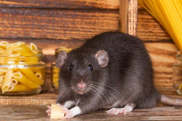 rat eating pasta