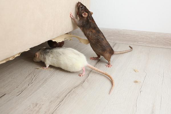 rats in a living room