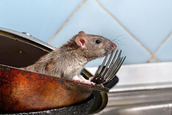 a rat in a restaurant kitchen sink