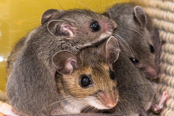 family of mice in home