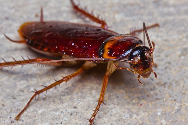 a cockroach crawling on the floor of a home in souderton pennsylvania