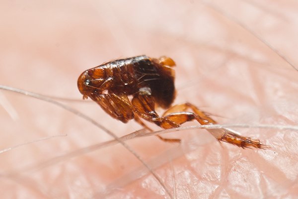 a flea jumping on the skin of a souderton pennsylvania homeowner