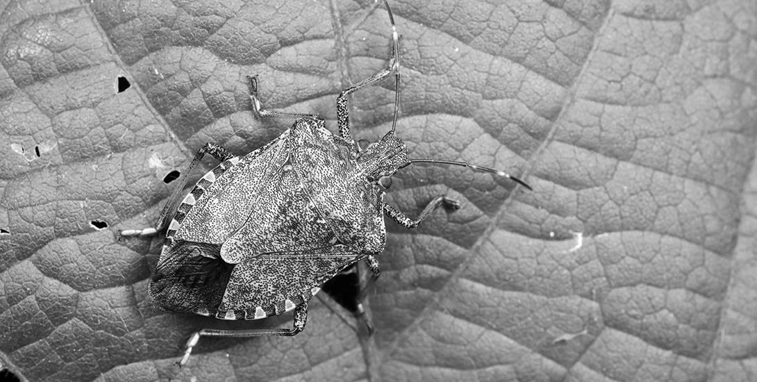 close up of stink bug on a leaf in black and white