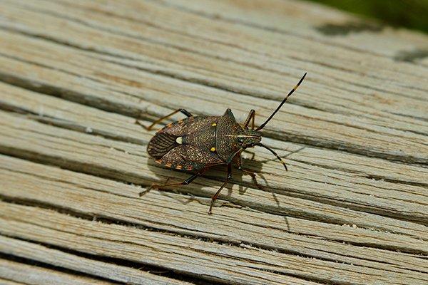 a stink bug on a wooden structure outside of a home in new castle delaware