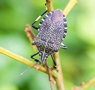 stink bug crawling on plant outside of allentown home