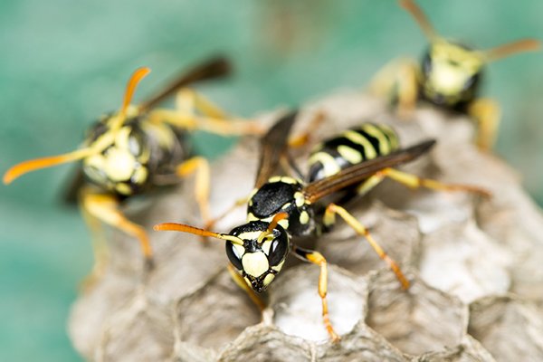 several wasps crawling on a wasp nest outside of a home in souderton pennsylvania