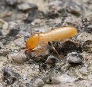 termite crawling on ground in telford pa