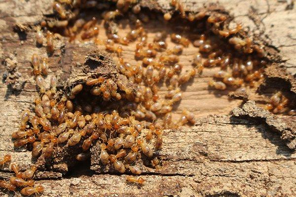 hundreds of termites infesting a home