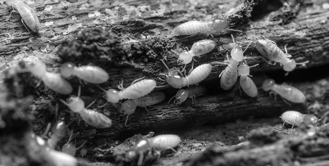 worker termites in pennsylvania foraging infesting wood