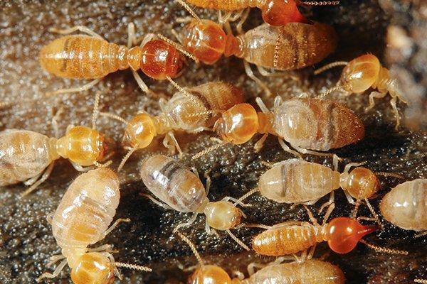 many termites infesting a home