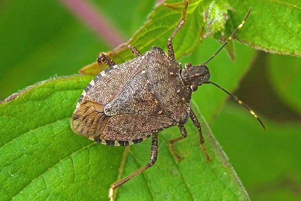 a stink bug crawling on a leaf outside of a home in west chester pennsylvania