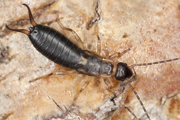 an earwig crawling on the ground outside of a home in pennsylvania