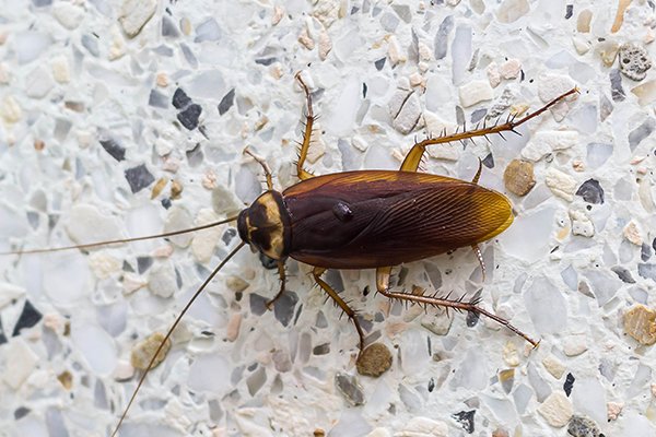 a cockroach crawling on the floor of a home in pennsylvania