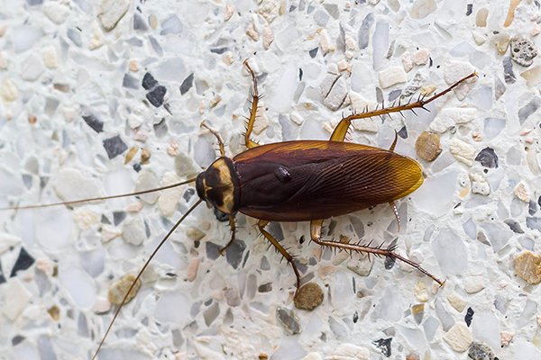 Types Of Cockroaches In Pennsylvania Cockroach Identification