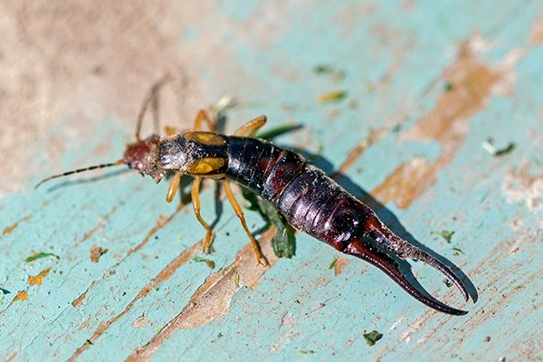 an earwig crawling on a surface inside of a home in pennsylvania