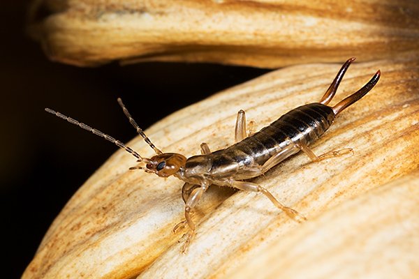 how to get rid of earwigs around your house