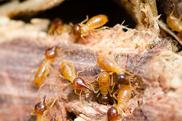 a colony of termites eating a piece of wood inside of a home in souderton pennsylvania