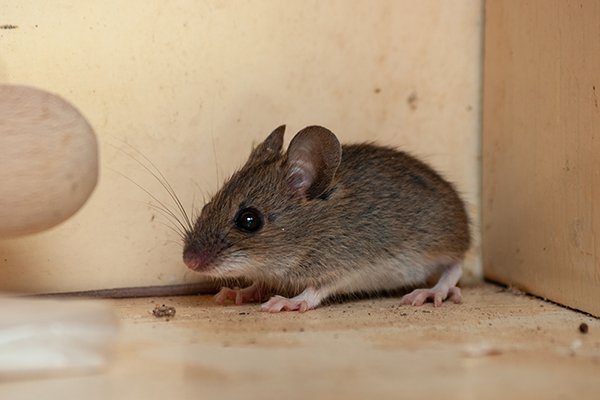 What Are The Signs Of A Mouse Infestation