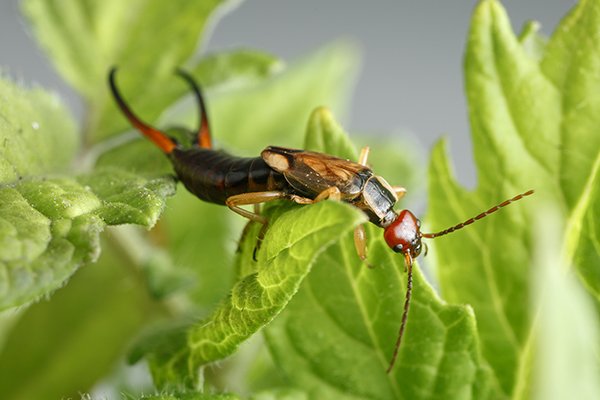 earwig in pa crawling on a plant