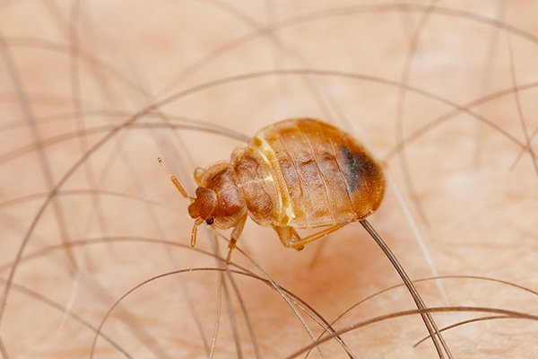 a bed bug crawling on human skin inside of a home in pennsylania