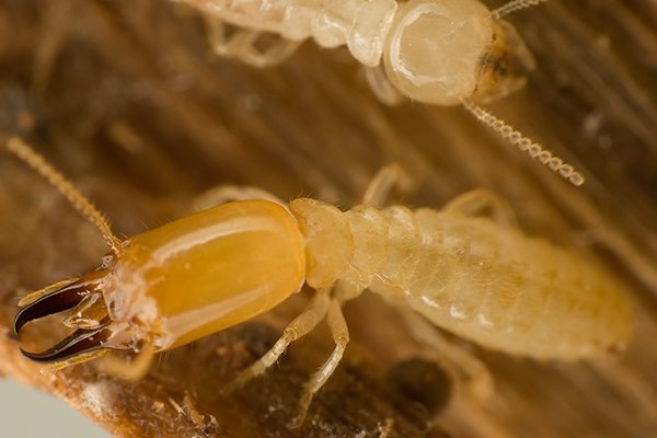 a termite up close inside of a home in pennsylvania