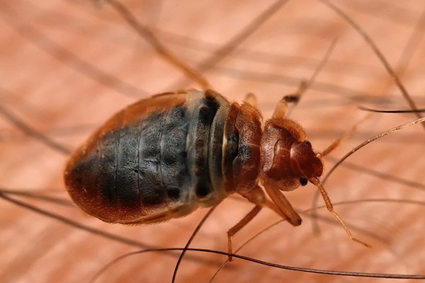 a bed bug crawling on human skin inside of a home in pennsylvania