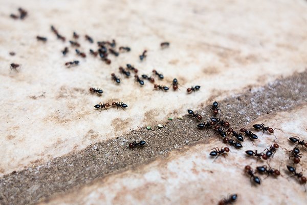 a trail of ants inside of a home in pennsylvania