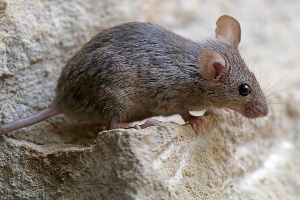 a house mouse inside of a home in pennsylvania