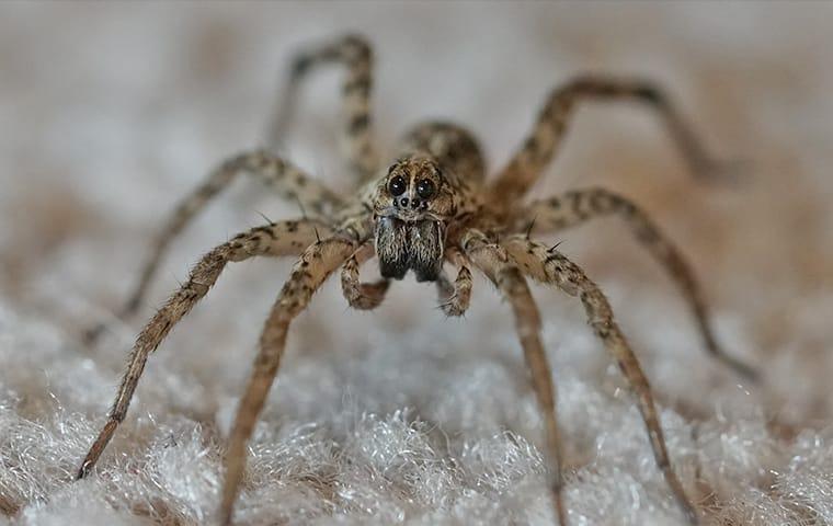 a wolf spider crawling in a living room