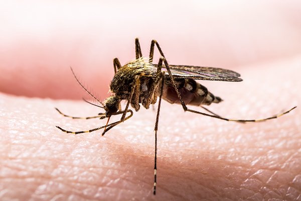 a mosquito biting the neck of a souderton pennsylvania homeowner