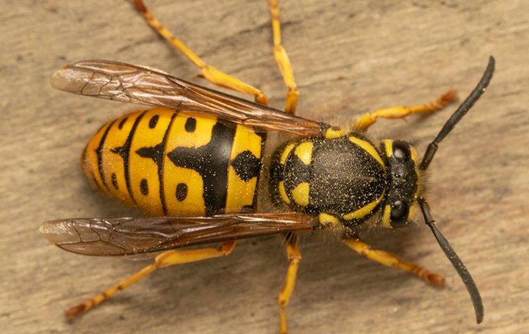up close image of a yellow jacket crawling on a picnic table