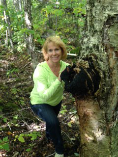 Birch chaga mushroom in the woods  of Maine.