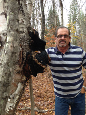 hunting for chaga in maine woods