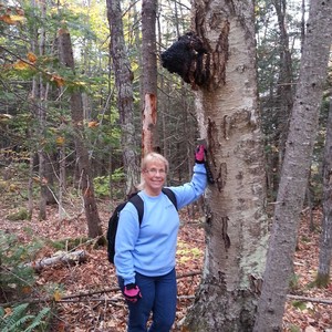 large chaga conk harvested in maine woods