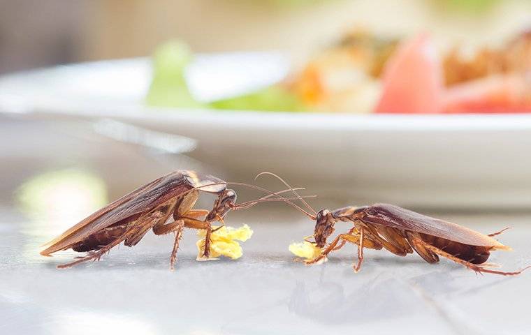 two cockroaches eating crumbs on a kitchen table