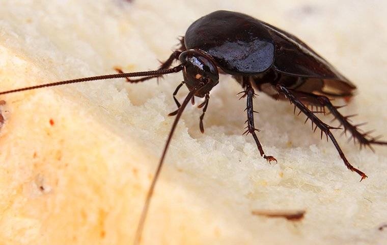 a smoky brown cockroach on bread