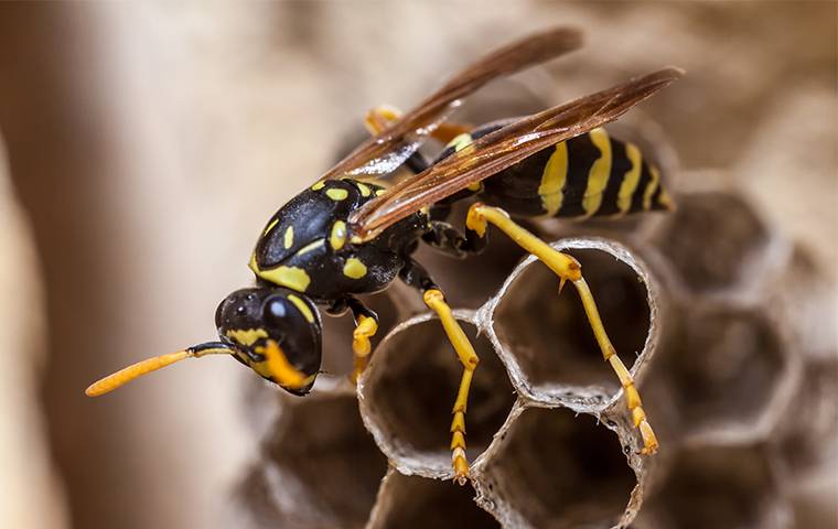 a wasp on a nest in a tampa yard
