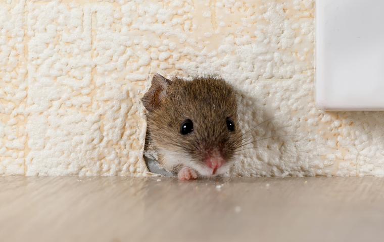 mouse peeking out of hole in wall