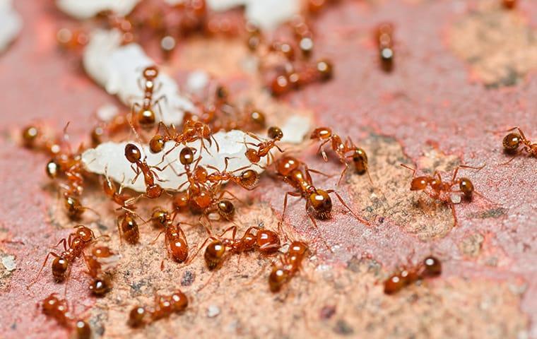 many ants carrying food at a home in round rock texas