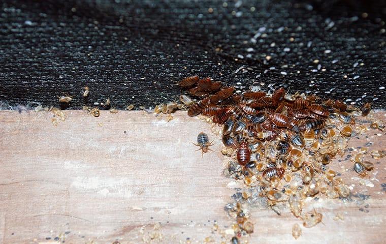 a pile of bed bugs on a carpet in a home in georgetown texas