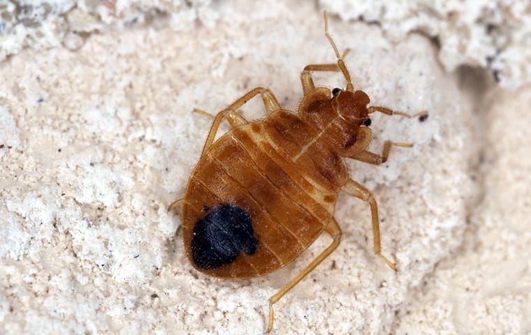 Bed Bugs Are Blood-Eating Parasites a bed bug crawling on a mattress in a home in elgin texas