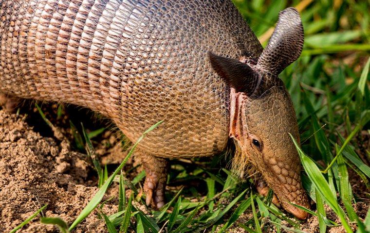up close image of an armadillo walking in a yard